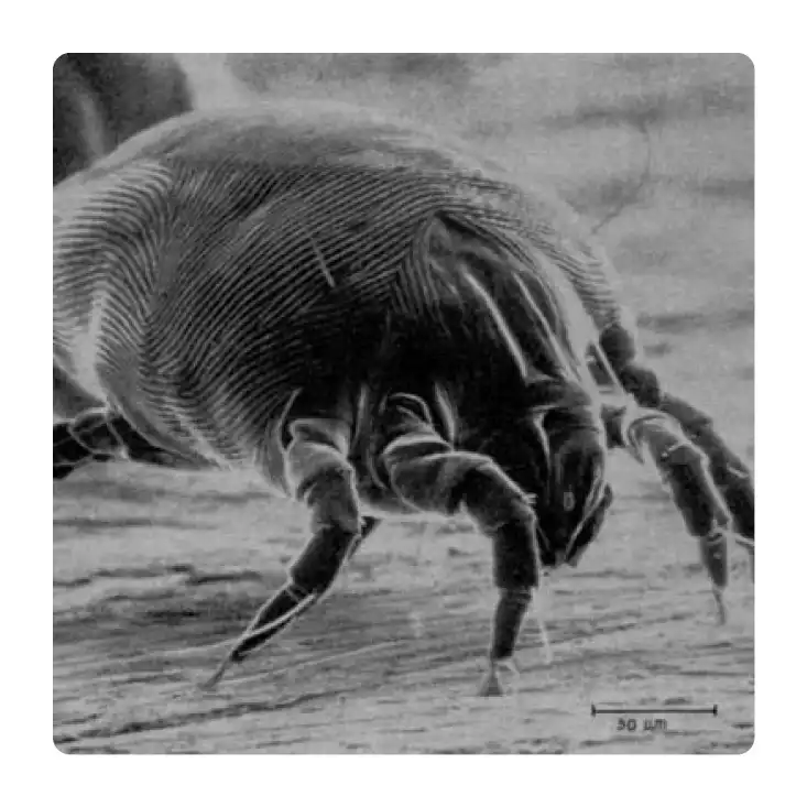 huisstofmijt allergie symptomen